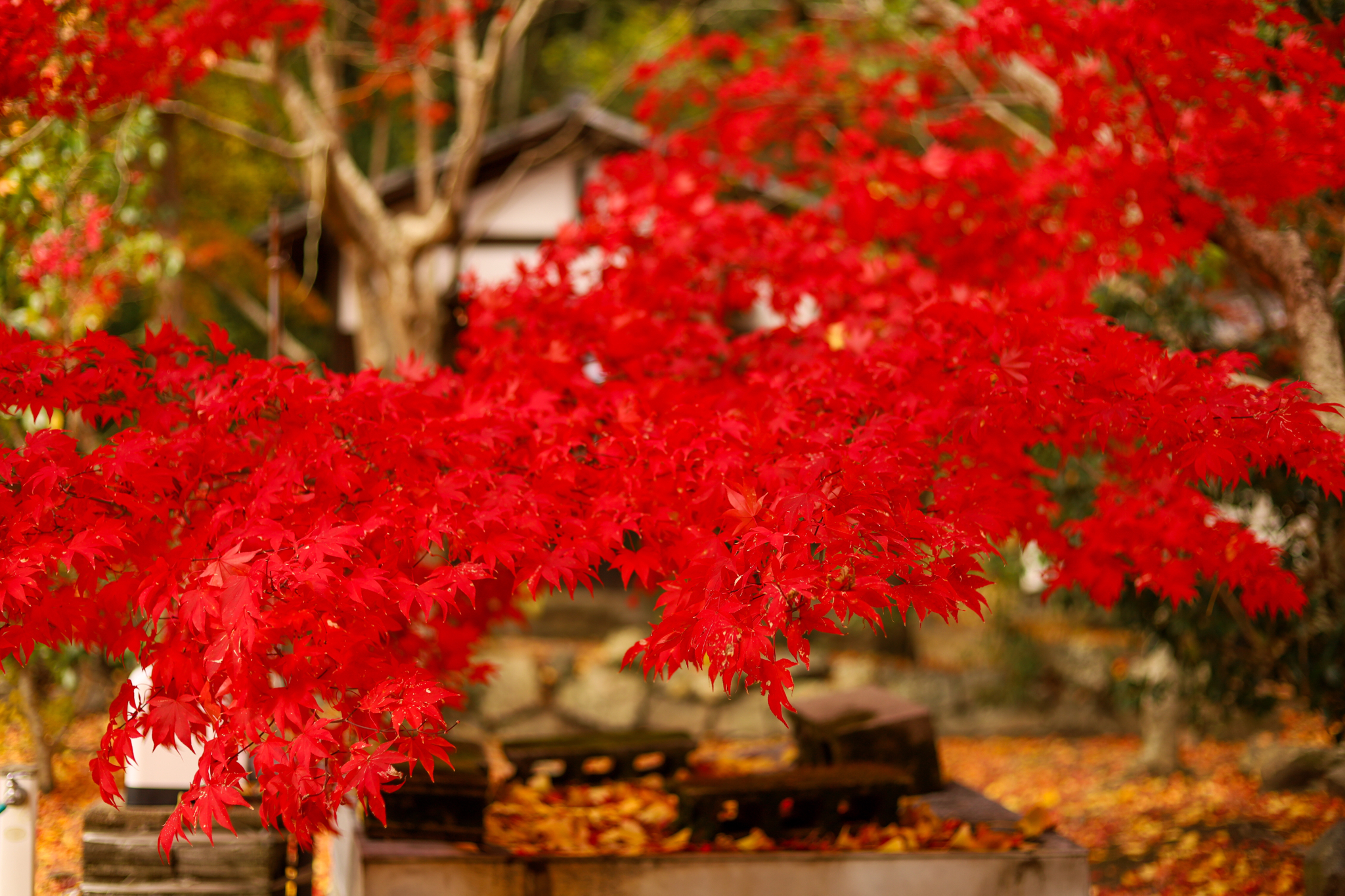 EF50mm F1.8　紅葉